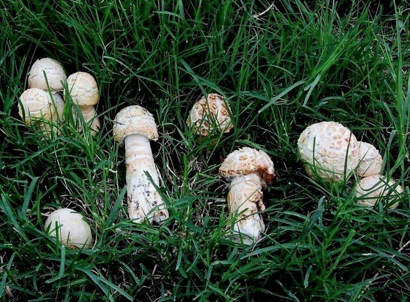 un coccodrillo nei monti Sibillini